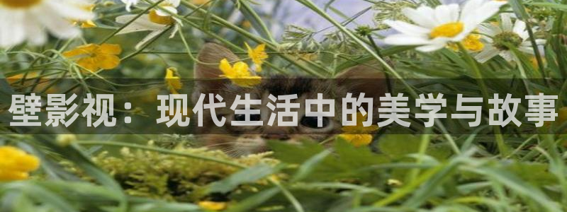 金桔影视在线观看